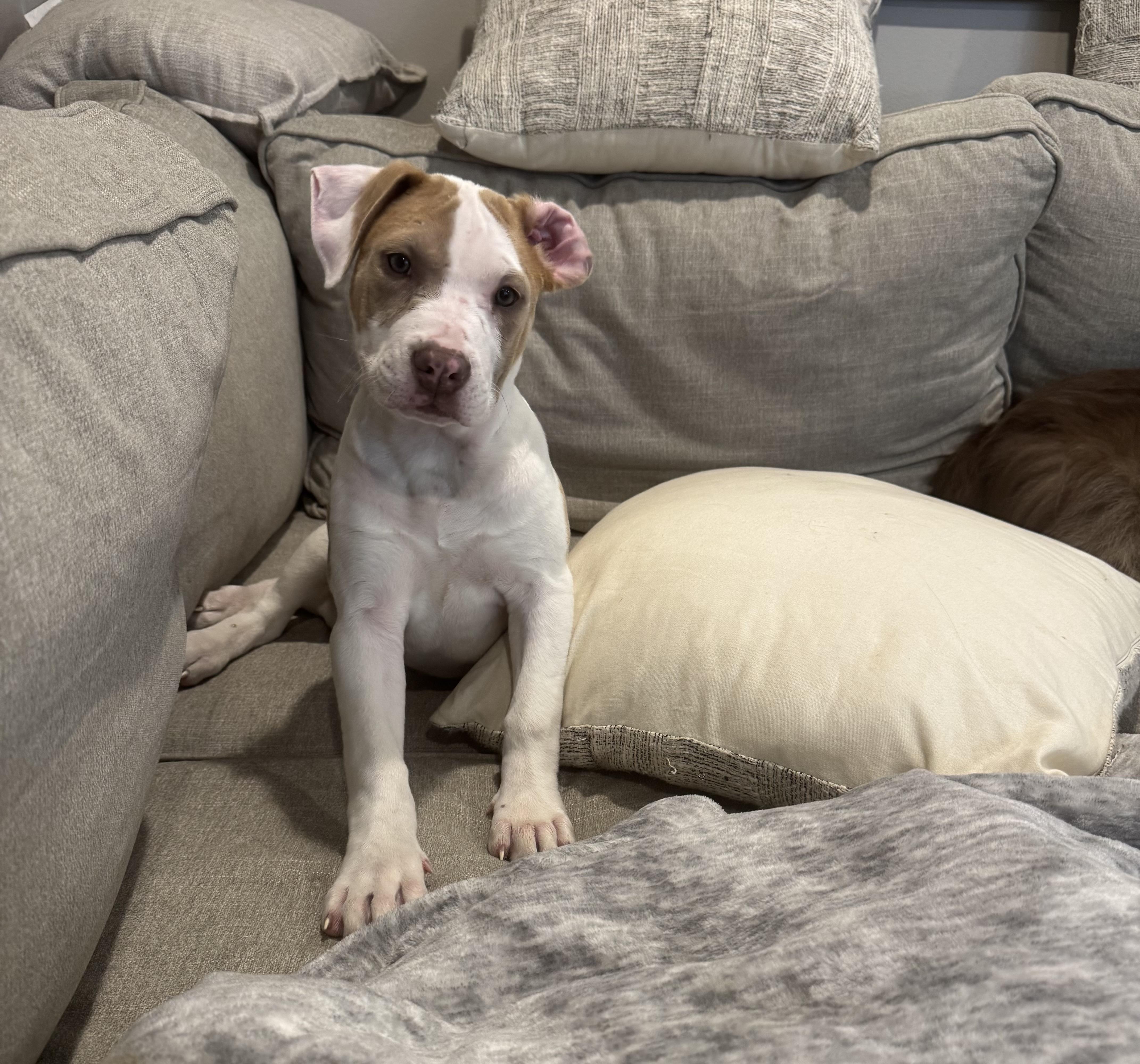 A baby medium-sized female White / Cream Cane Corso dog named Gidget for adoption in White Lake, MI
