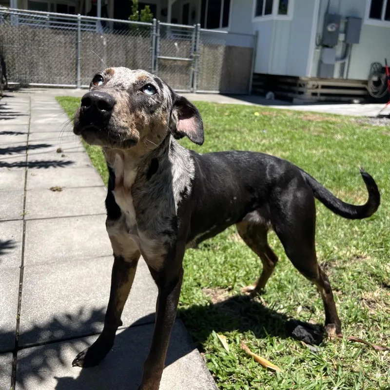 An adult medium-sized female Black Catahoula Leopard Dog dog named Alora for adoption in Keaau, HI