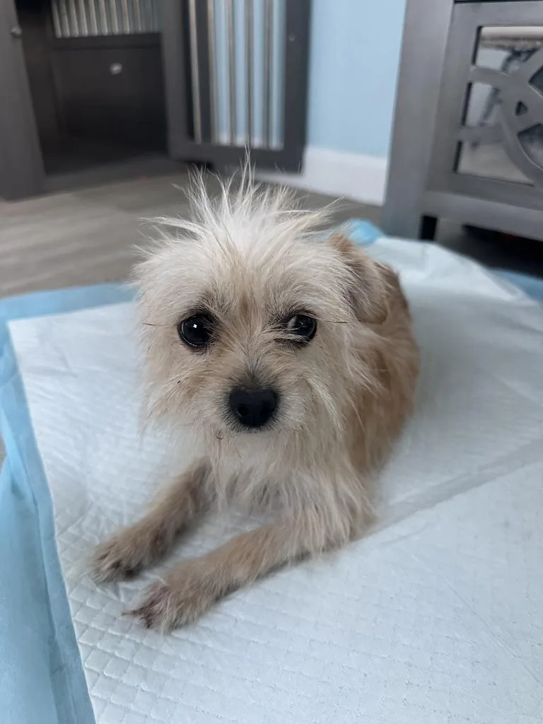 An adult small-sized female Yorkshire Terrier dog named Chi Chi for adoption in Arroyo Grande, CA