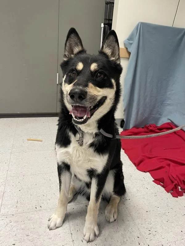 Oso