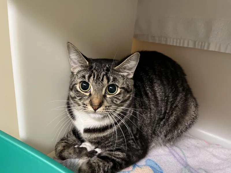 An adult medium-sized female Tabby (Brown / Chocolate) Domestic Short Hair cat named Zenon for adoption in Salisbury, MA
