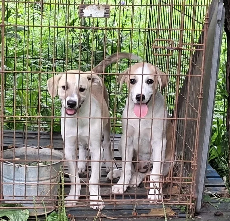 A baby medium-sized female Beagle dog named Millie for adoption in Mcconnelsville, OH