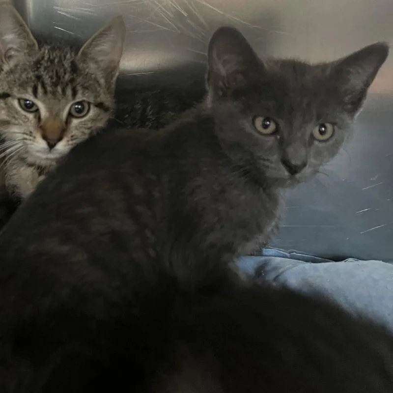 A baby small-sized male Gray / Blue / Silver Domestic Short Hair cat named Design for adoption in Charlottesville, VA