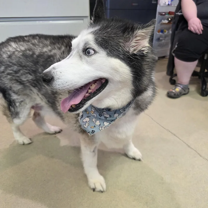 A senior extra large-sized female White / Cream Siberian Husky dog named Kona for adoption in Renfrew, PA