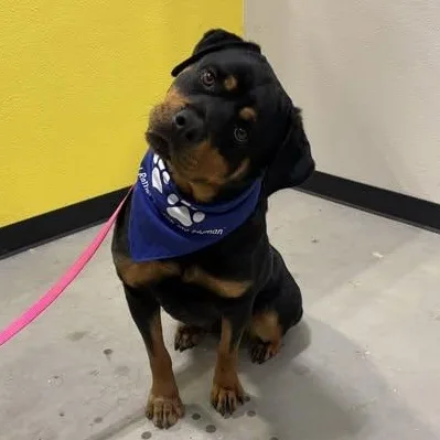 A young large-sized female Bicolor Rottweiler dog named Tootsie for adoption in Woodland, CA