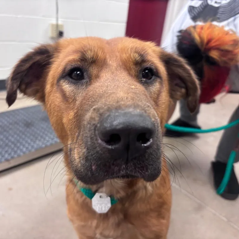 An adult large-sized female Red / Chestnut / Orange Mixed Breed dog named Google for adoption in York, PA