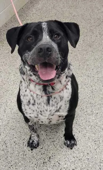 An adult large-sized male Black Mixed Breed dog named Buddy for adoption in Kansas City, MO