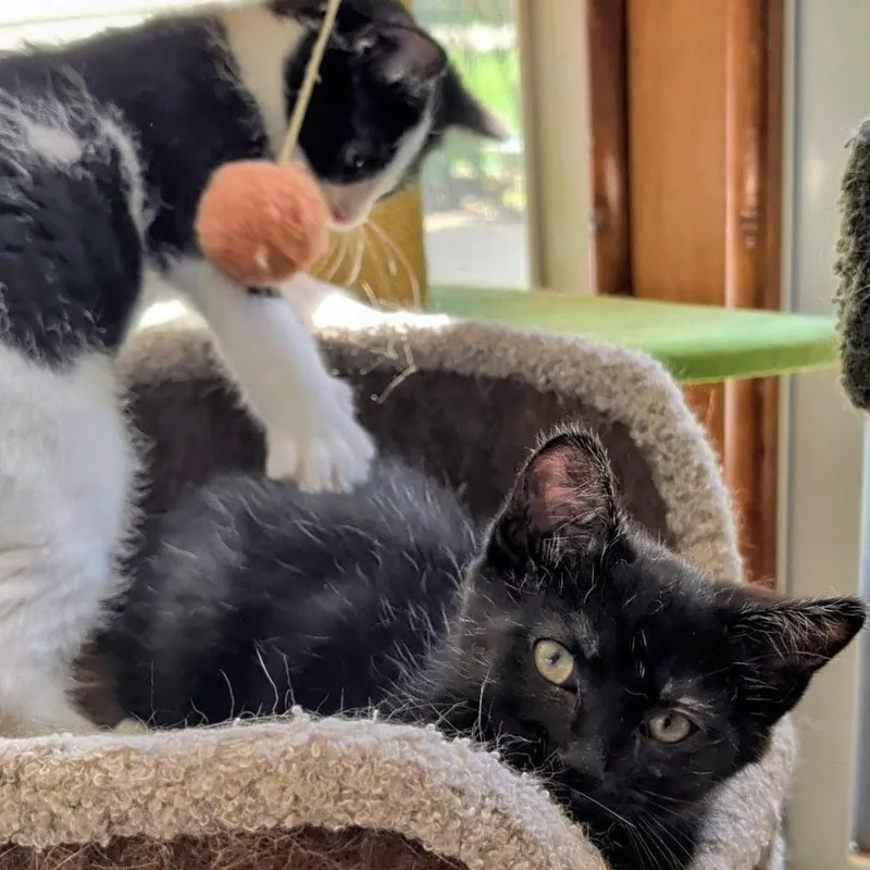 A baby small-sized male Black Domestic Short Hair cat named Elroy Best friends with for adoption in West Jefferson, OH