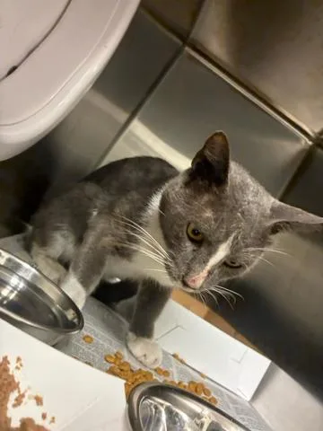 A young medium-sized male Domestic Short Hair cat named Francis for adoption in West Palm Beach, FL