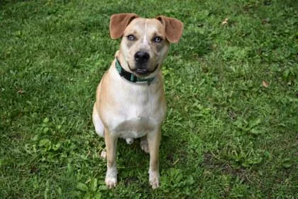 An adult large-sized male Beagle dog named Bart for adoption in Kansas City, MO