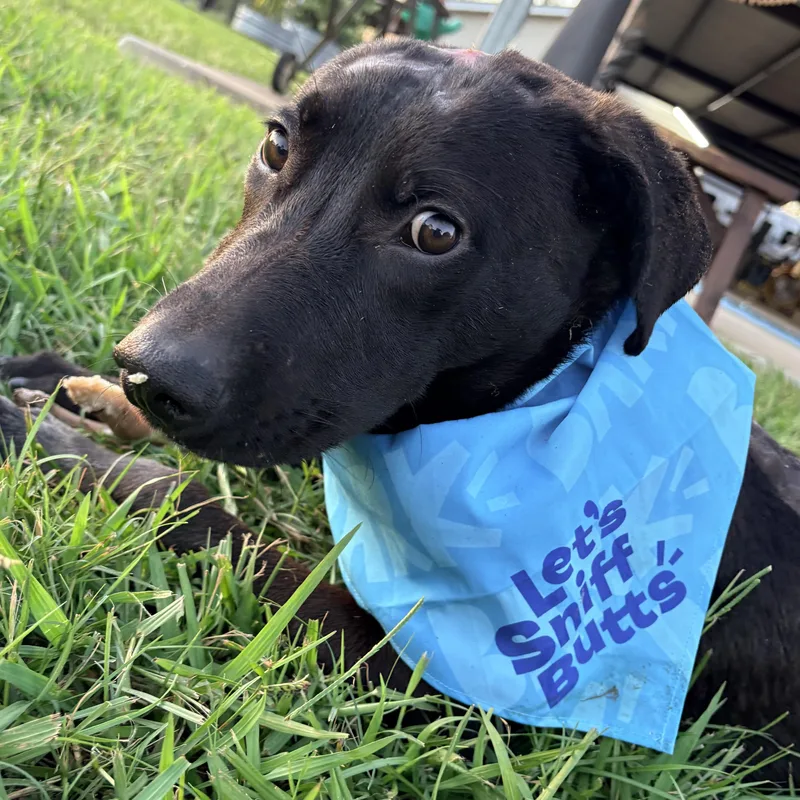 A young large-sized male Black Labrador Retriever dog named Trooper for adoption in Liverpool, TX