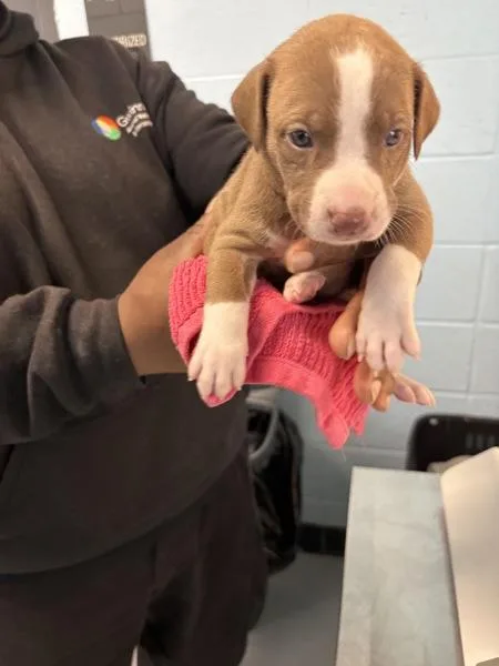 A baby small-sized female Pit Bull Terrier dog named Ic for adoption in Lawrenceville, GA