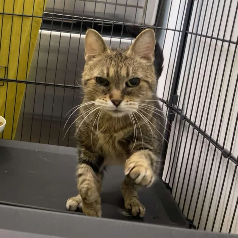 A senior small-sized female Tabby (Brown / Chocolate) Domestic Short Hair cat named Yvette for adoption in Winthrop, ME