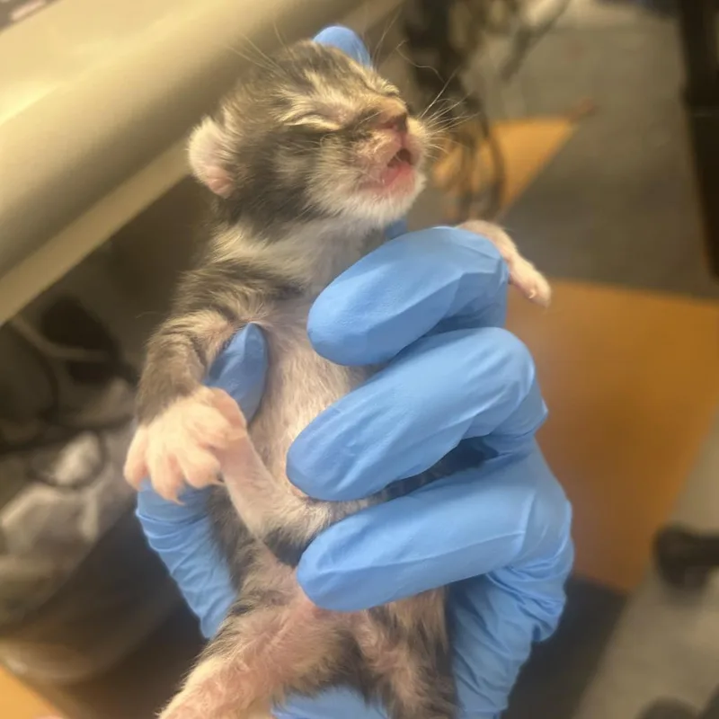 A baby small-sized female Gray / Blue / Silver Domestic Short Hair cat named Pretzel for adoption in Philadelphia, PA