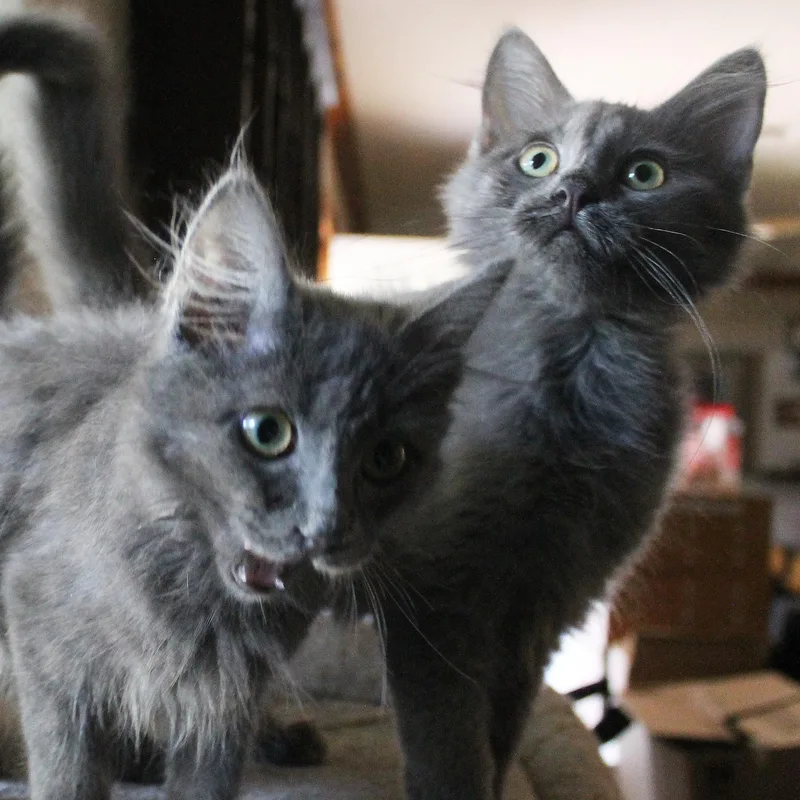 Bijou and Bonnabelle