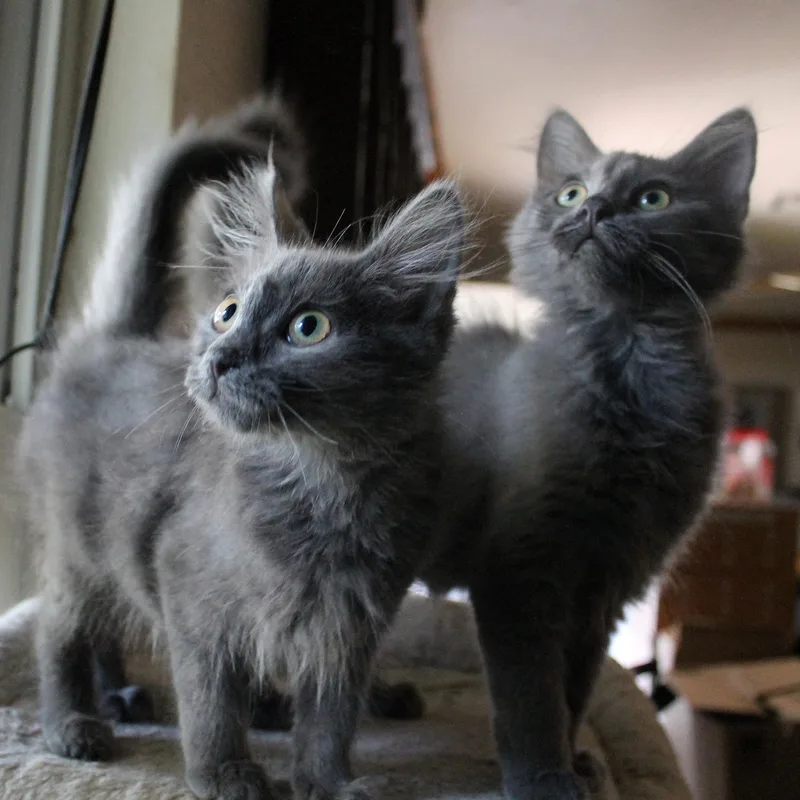 Bijou and Bonnabelle thumbnail 4