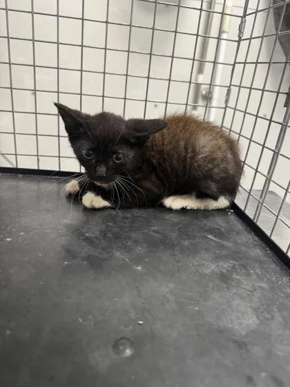 A baby small-sized male Domestic Short Hair cat named Sylvester for adoption in Sevierville, TN