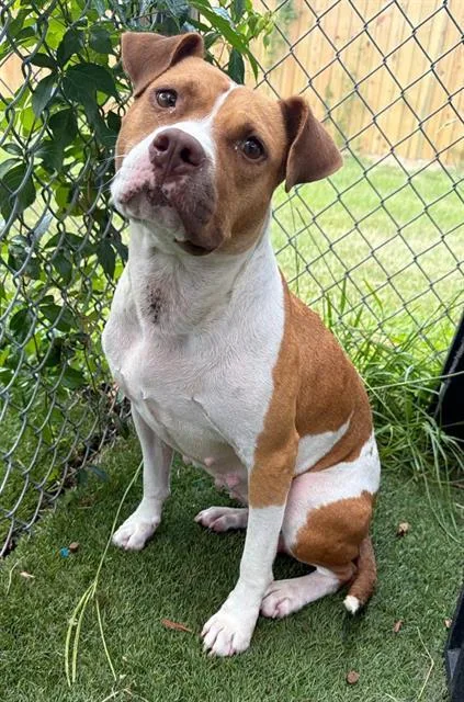 An adult large-sized female Mixed Breed dog named Ruthie for adoption in Columbia, SC