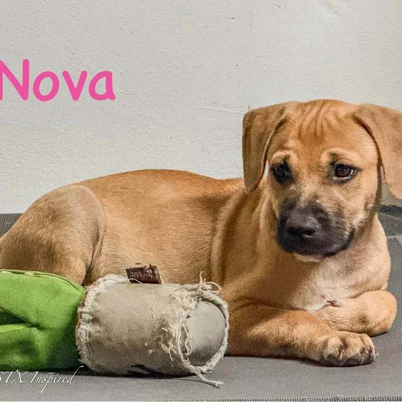 A young medium-sized female Yellow / Tan / Blond / Fawn Mixed Breed dog named Nova for adoption in Washington, PA