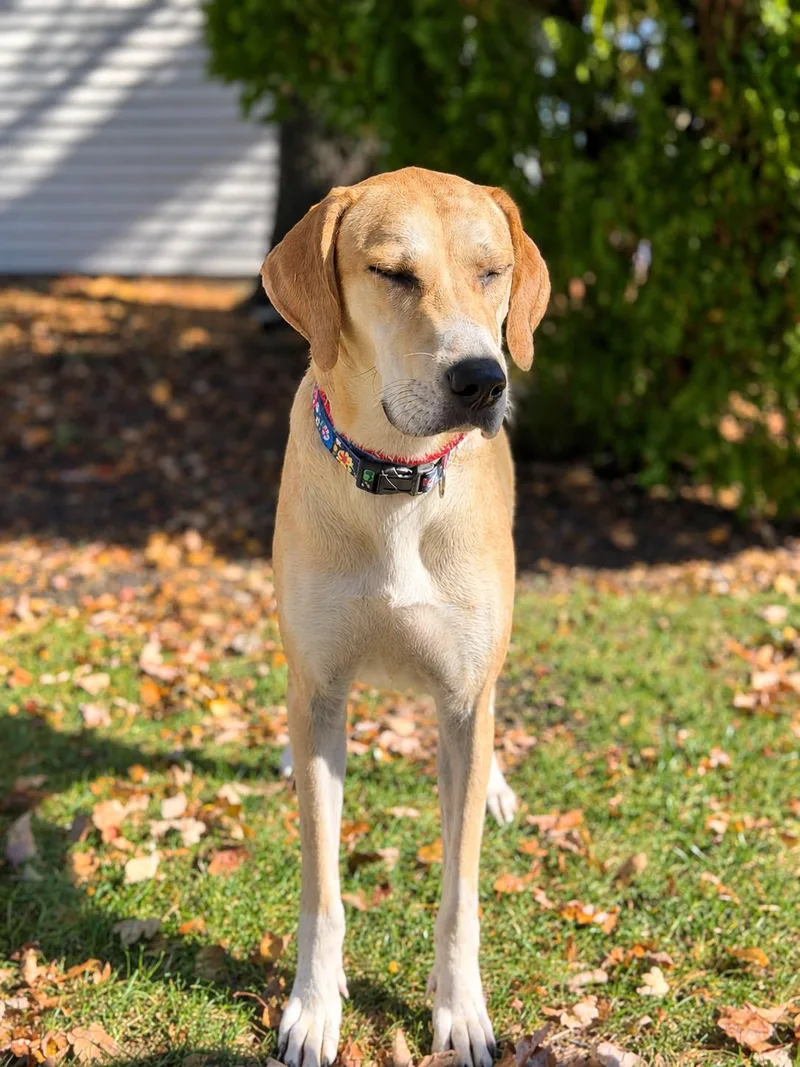 A young large-sized female Golden Labrador Retriever dog named Bubbles for adoption in Chatham, NJ