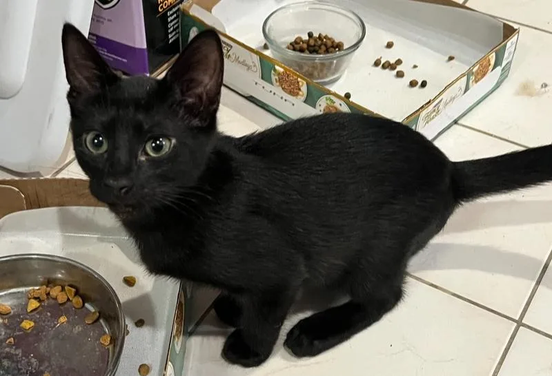 A baby small-sized male Black Domestic Short Hair cat named Atlas for adoption in Wellington, FL