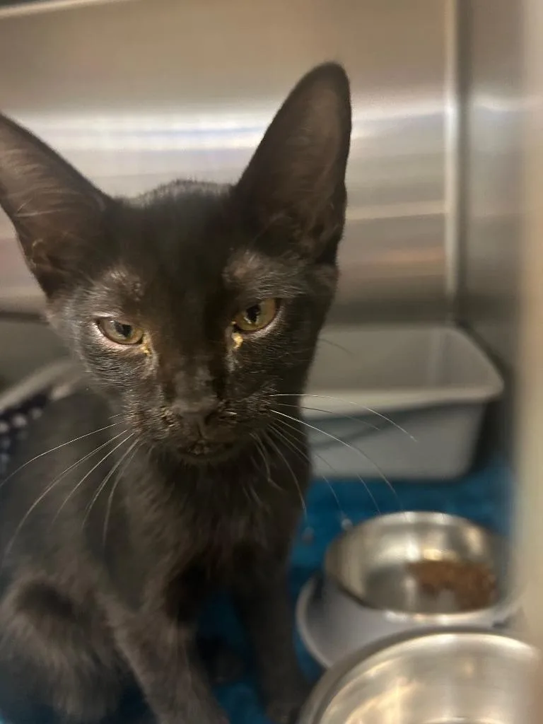 A baby medium-sized male Domestic Short Hair cat named Henry for adoption in Chico, CA