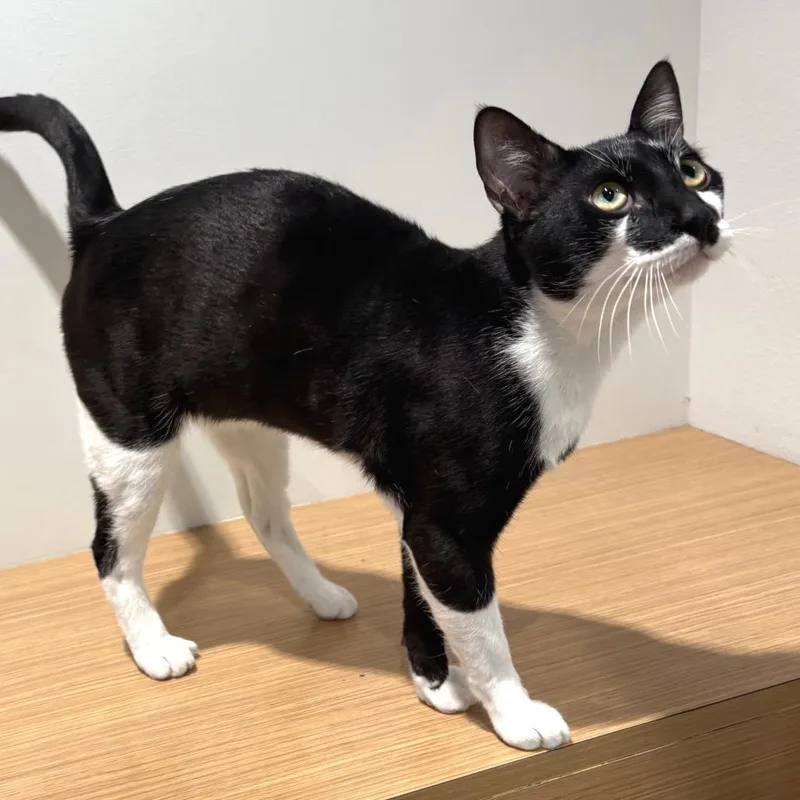 An adult large-sized male Black Domestic Short Hair cat named Sparky for adoption in Sarasota, FL