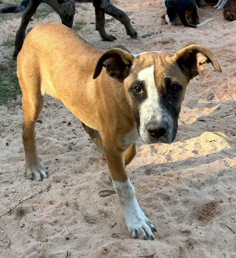 A baby medium-sized male Tricolor (Brown, Black, & White) Catahoula Leopard Dog dog named Peter for adoption in Mobile, AL