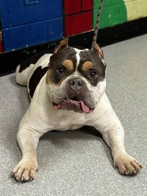 An adult medium-sized female English Bulldog dog named Clementine for adoption in Indianapolis, IN