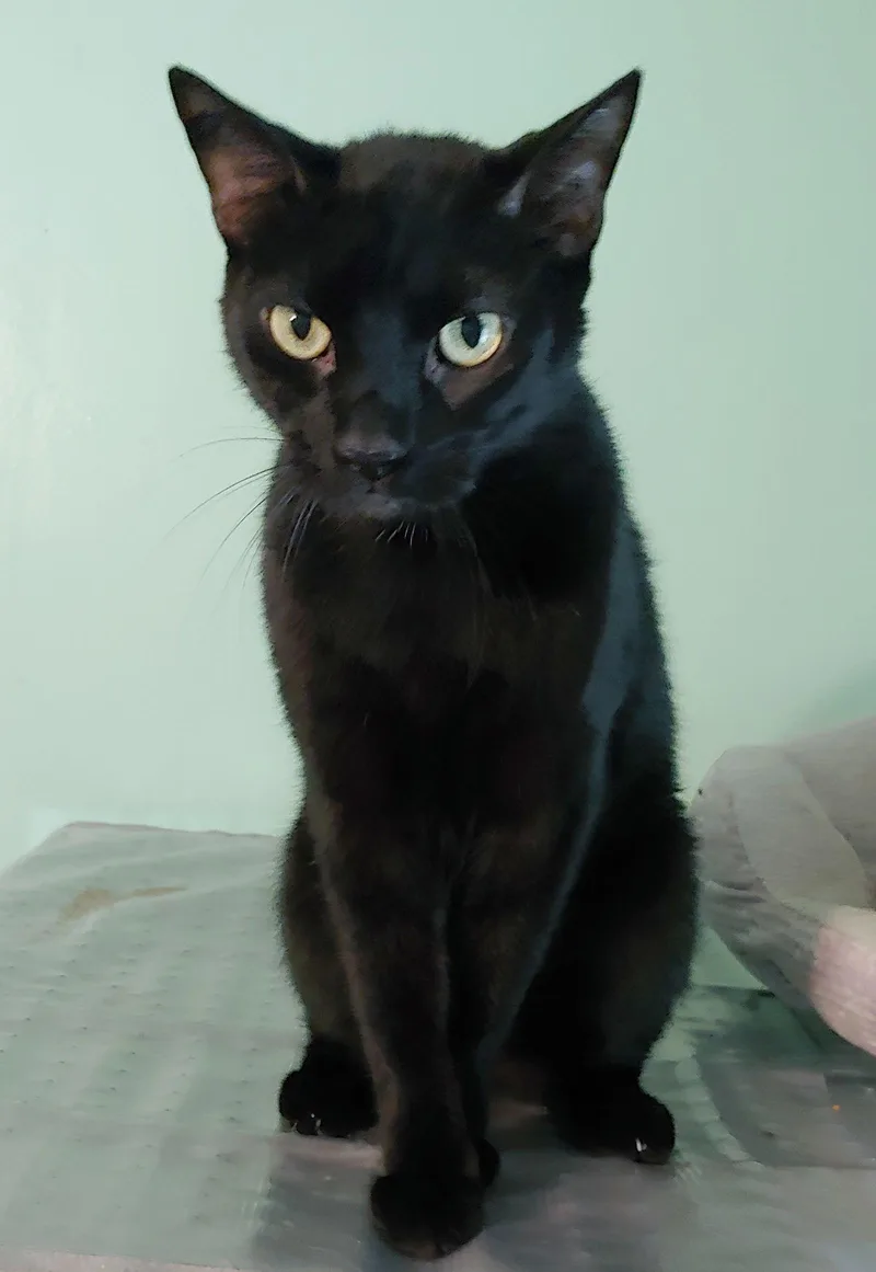 An adult medium-sized male Black Domestic Short Hair cat named Lil Ricky for adoption in Pompano Beach, FL