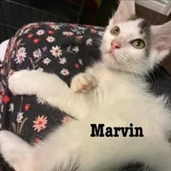 A baby small-sized male White Domestic Short Hair cat named Marvin for adoption in Kyle, TX