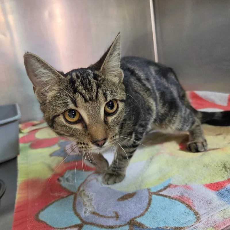 A young small-sized female Black Domestic Short Hair cat named TyLee for adoption in Leander, TX