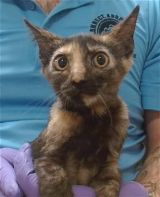 A baby small-sized female Domestic Short Hair cat named Mimi for adoption in Miami, FL