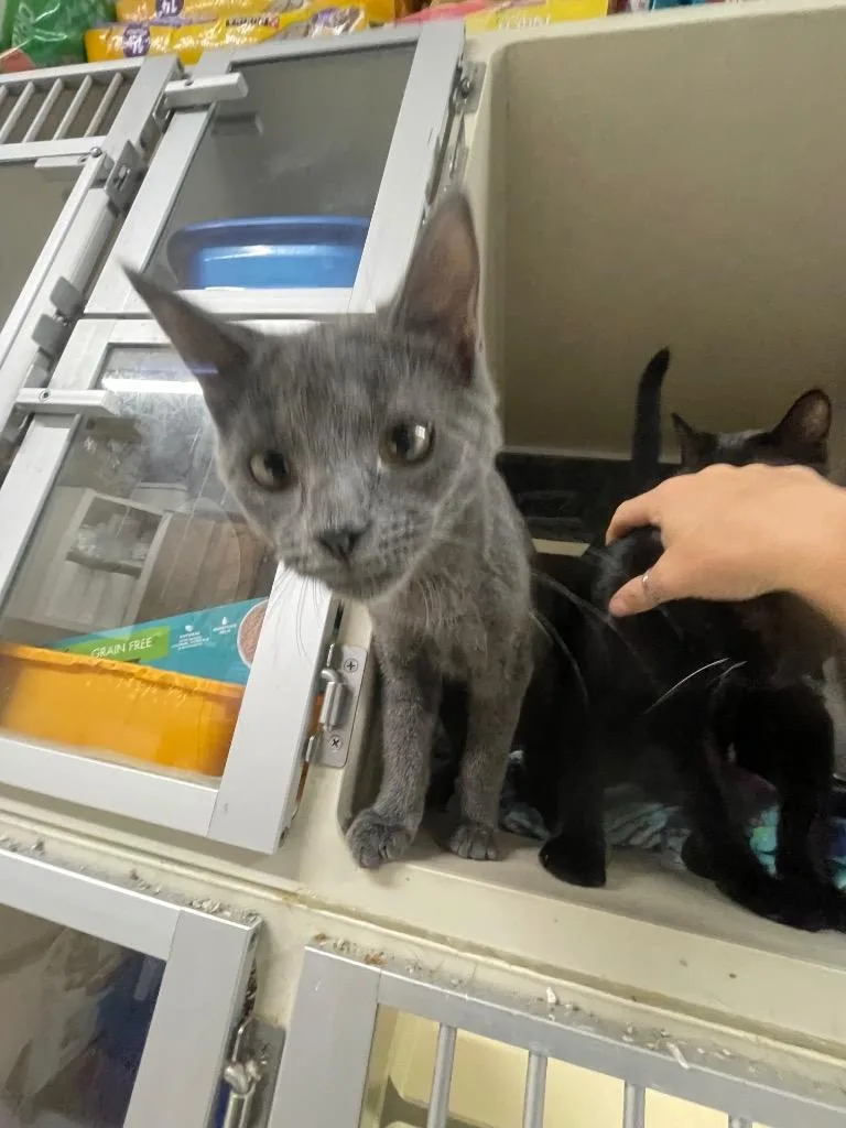 A baby medium-sized female Domestic Short Hair cat named Mocha for adoption in St. Albans, VT