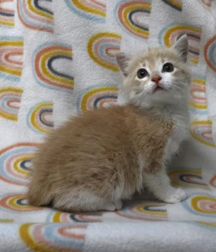 A baby medium-sized male Buff / Tan / Fawn Domestic Medium Hair cat named Beans for adoption in Thief River Falls, MN