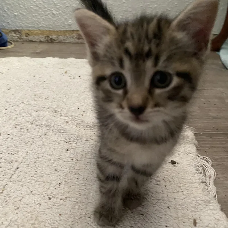 A baby small-sized female Gray / Blue / Silver Domestic Short Hair cat named Gemini for adoption in Volcano, HI