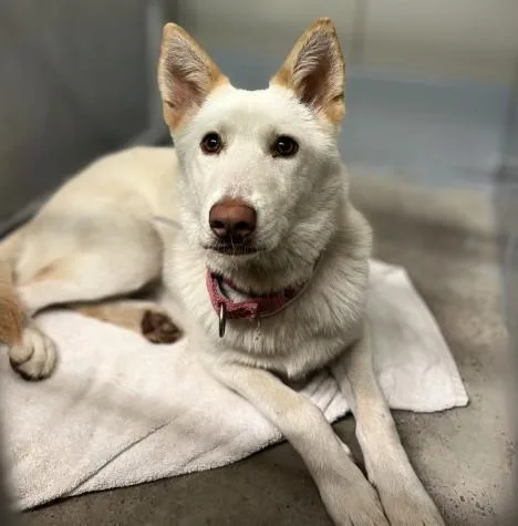 A young medium-sized female Husky dog named Lil Girl for adoption in Houston, TX