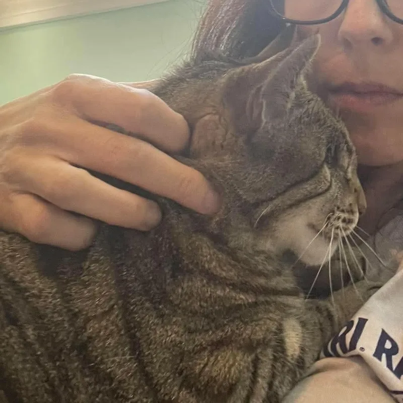 A senior large-sized female Tabby cat named Grace for adoption in Cranston, RI