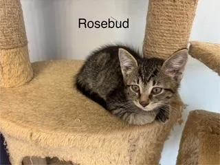Rosebud thumbnail 3