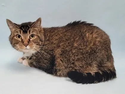 An adult small-sized male Domestic Short Hair cat named Killian for adoption in Coon Rapids, MN