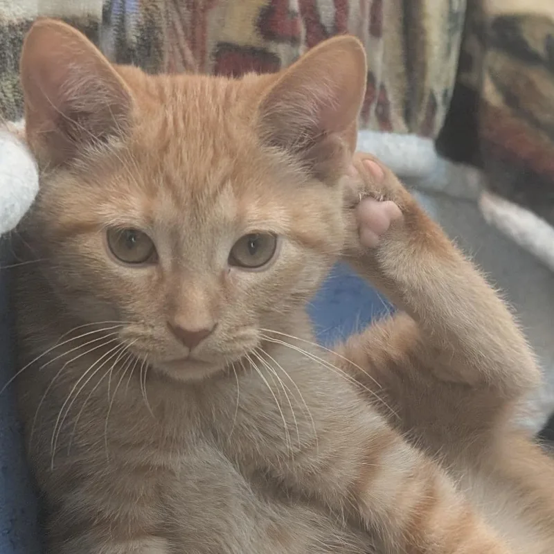 A baby small-sized female Orange / Red Domestic Short Hair cat named C Harriet for adoption in Franklin, PA
