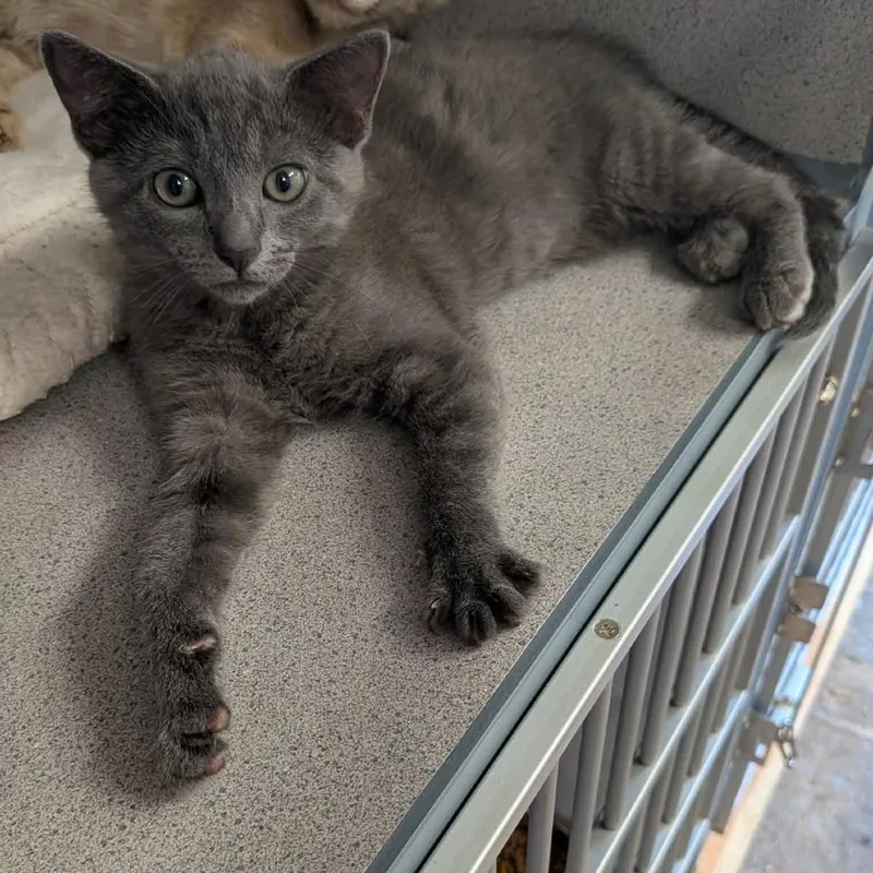 A baby small-sized female Gray / Blue / Silver Domestic Short Hair cat named Jill for adoption in Greenville, PA