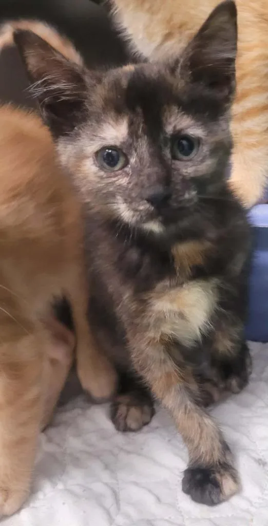 A baby small-sized female Domestic Short Hair cat named Darla for adoption in Republic, MO