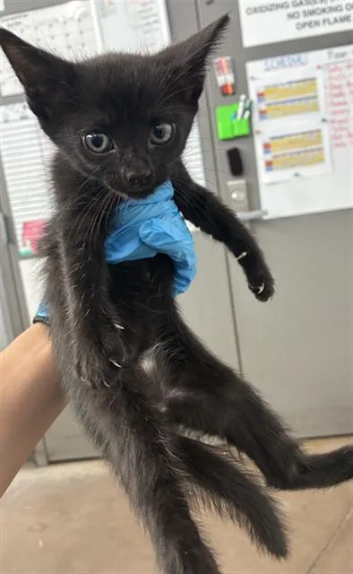 A baby medium-sized female Domestic Short Hair cat named Mindy for adoption in Dallas, TX