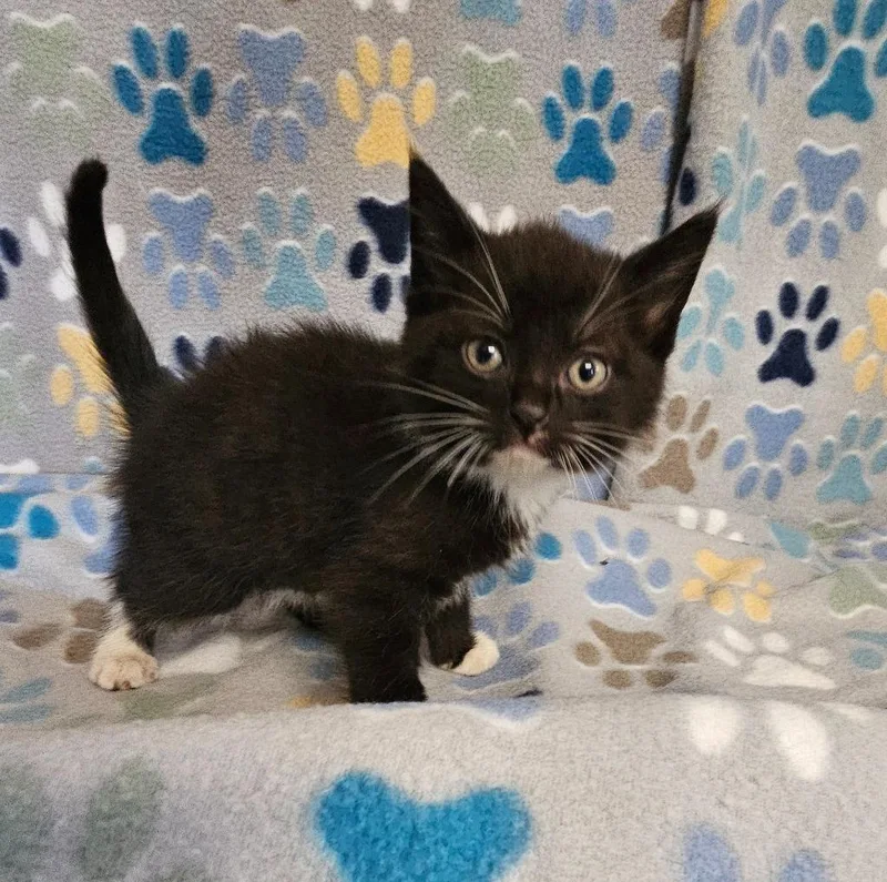 A baby small-sized male Domestic Short Hair cat named Pillsbury for adoption in Wabash, IN