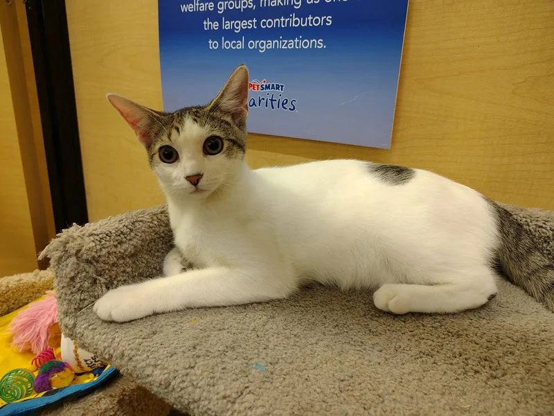 Sriracha thumbnail 2