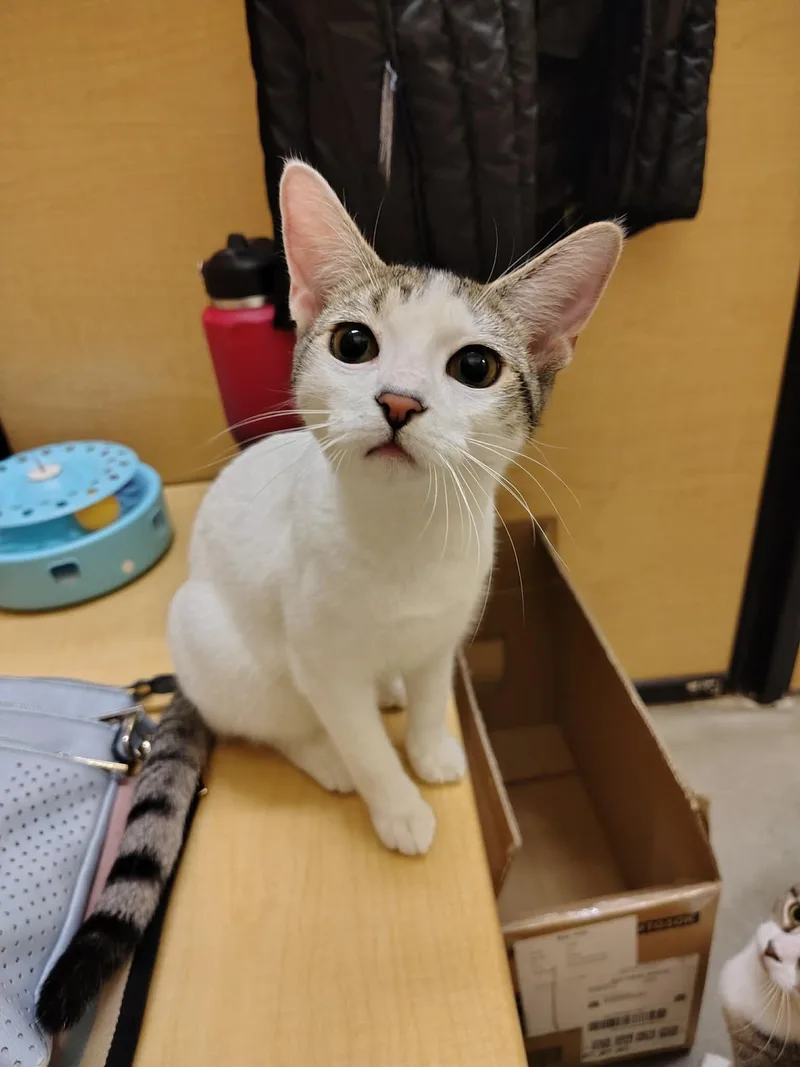 Sriracha thumbnail 3