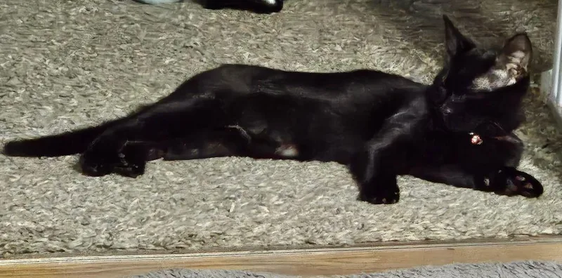 Maleficient thumbnail 2