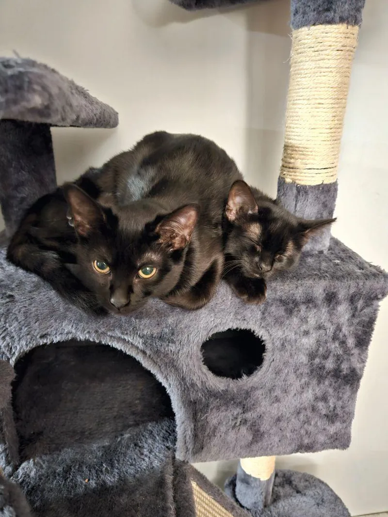 Maleficient thumbnail 3