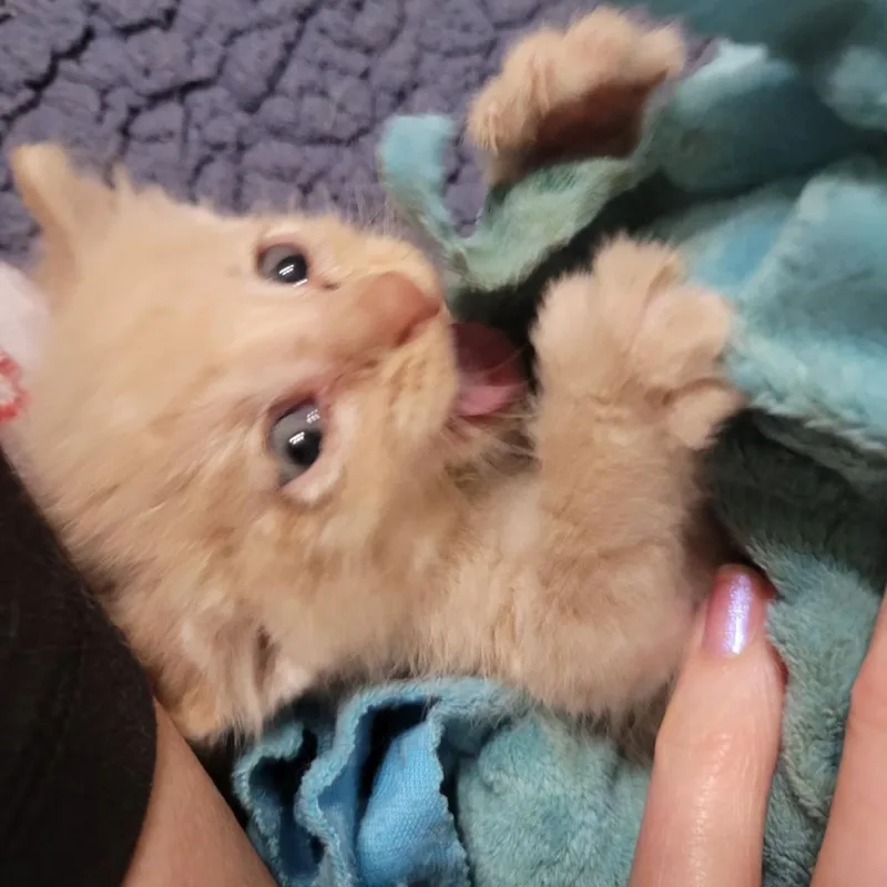 Pinky thumbnail 4